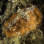 Atagema sp. J
