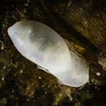 Atys sp. 16