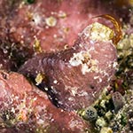 Avaldesia albomacula