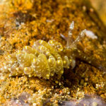Baeolidia moebii