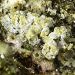 Baeolidia variabilis