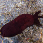 Tomoberthella martensi