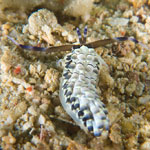 Cerberilla affinis