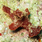 Ceratosoma gracillimum