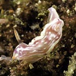 Ceratosoma sp. 3