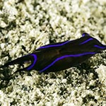 Chelidonura varians