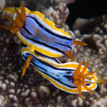 Chromodoris elisabethina