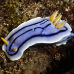 Chromodoris lochi