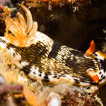 Chromodoris quagga