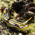 Chromodoris cf strigata