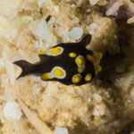 Colpodaspis thompsoni