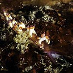 Coryphellina delicata