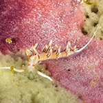 Cratena sp. 2