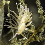 Cratena sp. 4