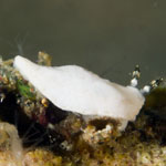 Dermatobranchus albus