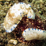 Dermatobranchus caeruleomaculatus