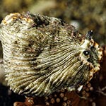 Dermatobranchus fdendronephthyphagus