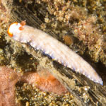 Dermatobranchus funiculus