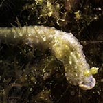 Dermatobranchus sp. C