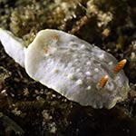Diaphorodoris sp. 2