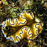 Doriprismatica sibogae