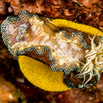 Doriprismatica sp. 3