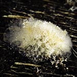 Dorid sp. ZA