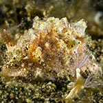 Dorid sp. ZC