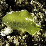 Elysia sp. 40
