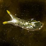 Elysia sp. H