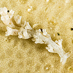Embletonia gracilis