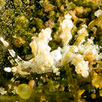 Eubranchus sp. 10