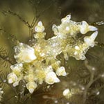 Eubranchus sp. 12
