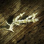 Eubranchus sp. J