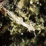 Facelinid sp. 5