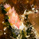 Facelina sp. 4