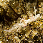 Facelina sp. 5