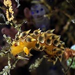 Flabellinid sp. 2