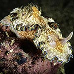 Glossodoris cf. cincta