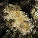 Glossodoris sp. 1