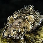 Glossodoris hikuerensis