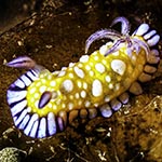 Goniobranchus roboi