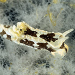 Murphydoris sp. A