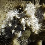 
Goniobranchus sp. 48