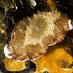 
Goniobranchus sp. A