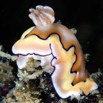 Goniobranchus coi (Risbec 1956)