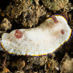 Goniobranchus preciosus 