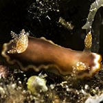 
Goniobranchus sp. 42