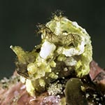 Pelagella felis