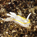 Goniodoridella geminae